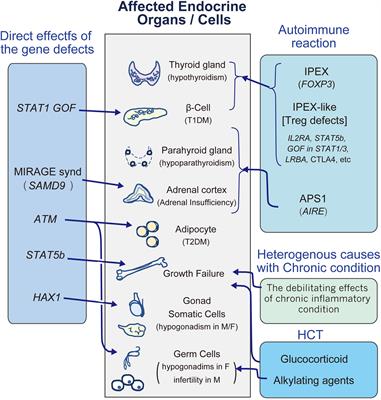 Frontiers | Endocrinopathies In Inborn Errors Of Immunity